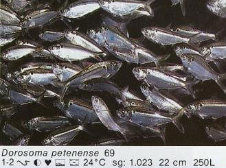 Dorosoma petenense